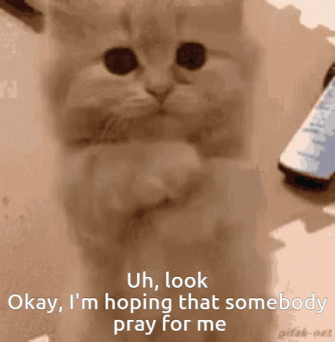 A Cat Says Okay I 'M Hoping That Somebody Prays For Me GIF