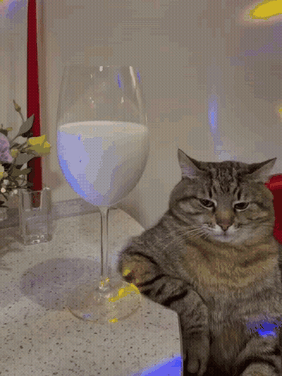 A Cat Sits Next To A Glass Of Milk On A Table GIF