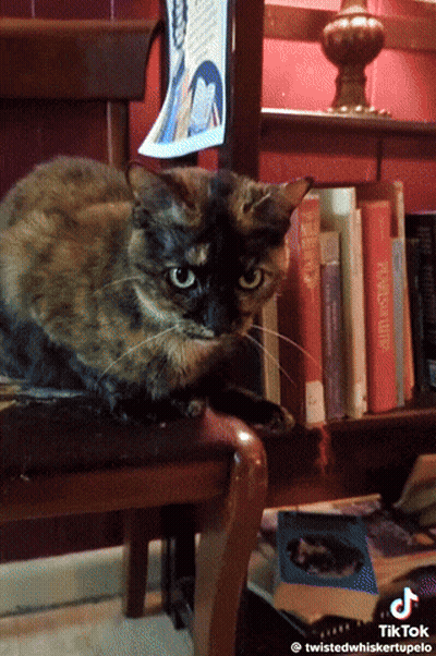 A Cat Sits On A Chair In Front Of A Bookshelf With A Book Called Penguin On It GIF