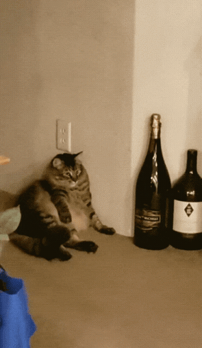 A Cat Sits On A Counter Next To A Large Bottle Of Wine GIF