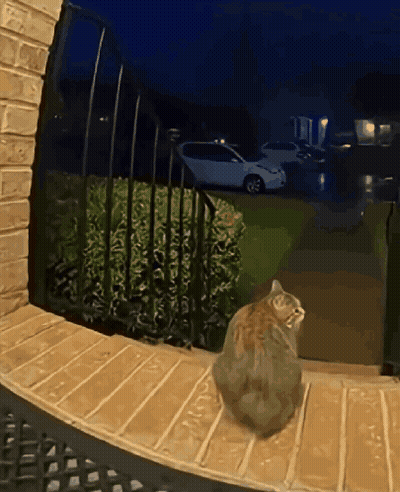 A Cat Sits On A Porch At Night Looking Out GIF