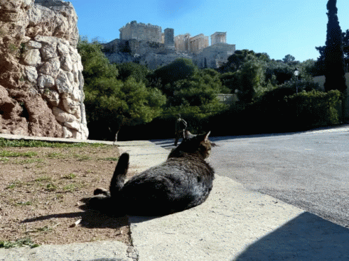 A Cat Sits On A Sidewalk Looking At The Acropolis In The Background GIF