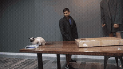 A Cat Sits On A Table Next To A Man In A Suit And A Box GIF