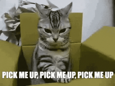 A Cat Sitting In A Cardboard Box With The Words Pick Me Up Pick Me Up Pick Me Up GIF