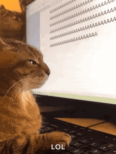 A Cat Sitting In Front Of A Computer Screen With The Word Lol Written On It GIF