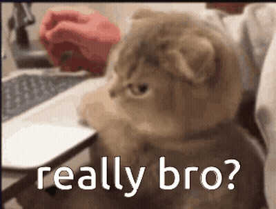 A Cat Sitting In Front Of A Laptop With The Words " Really Bro " On The Bottom GIF