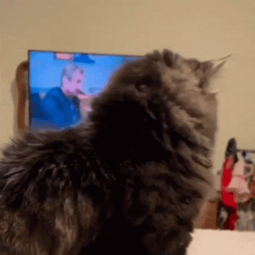 A Cat Sitting In Front Of A Television With A Man In A Suit On It GIF