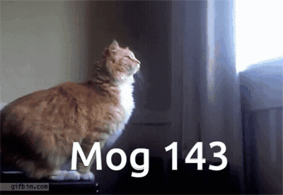A Cat Sitting In Front Of A Window With The Words Mog 143 Written Below It GIF