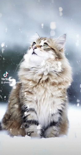 A Cat Sitting In The Snow With A Tik Tok Watermark GIF