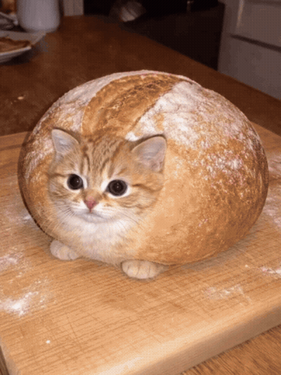 A Cat Sitting Inside Of A Loaf Of Bread GIF