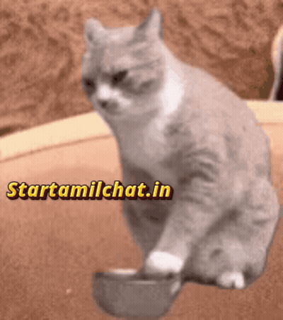 A Cat Sitting Next To A Bowl With The Website Starttamilchat.in Written Above It GIF