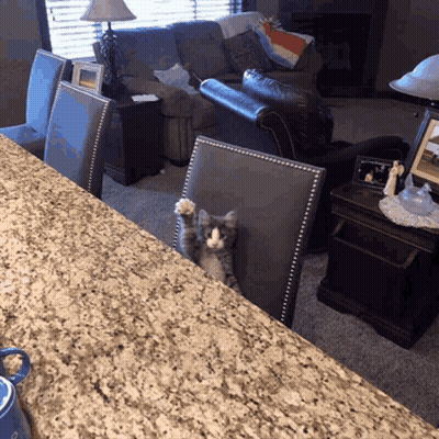 A Cat Sitting On A Chair With Its Paws Up In A Living Room GIF