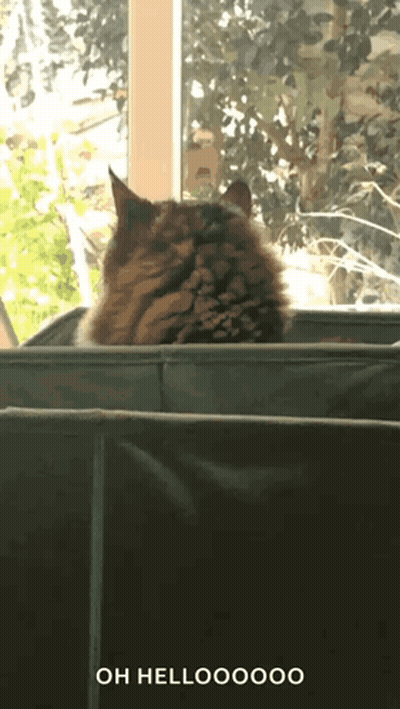 A Cat Sitting On A Couch With The Words Oh Hellooo On The Bottom Right GIF