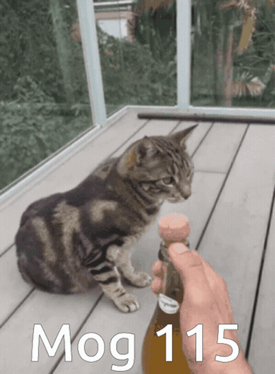 A Cat Sitting On A Deck Next To A Bottle That Says Mog 115 GIF