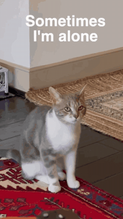 A Cat Sitting On A Rug With The Words Sometimes I 'M Alone GIF