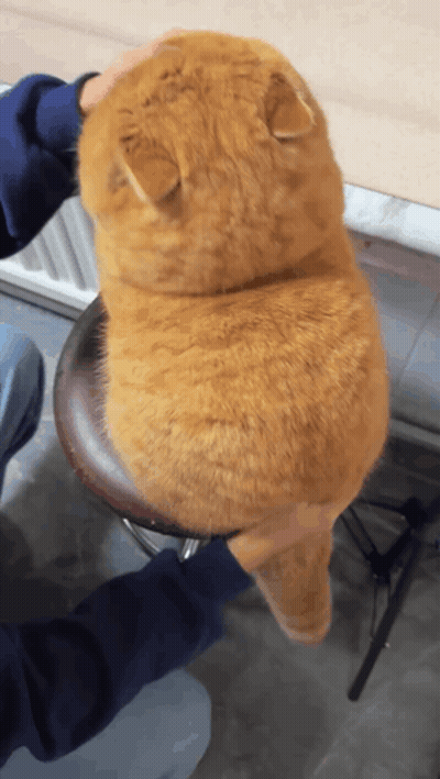 A Cat Sitting On A Stool With A Person Petting It 'S Back GIF
