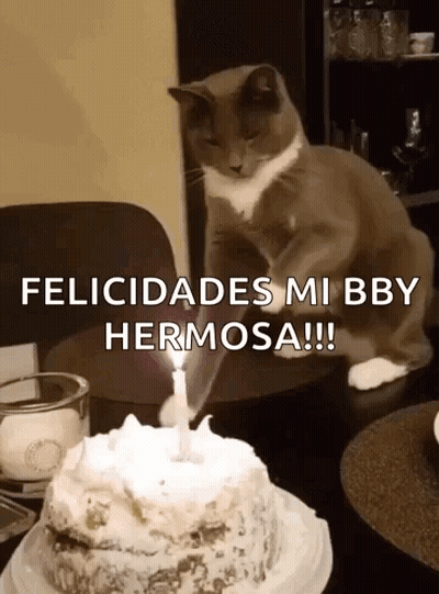 A Cat Sitting On A Table Next To A Birthday Cake With A Candle Lit Up GIF