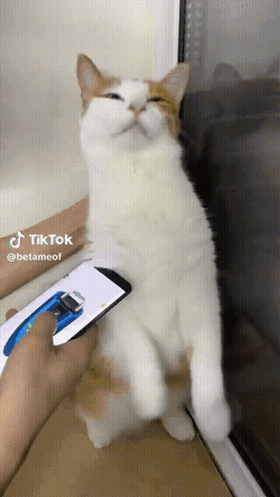 A Cat Sitting On A Window Sill With A Person Holding A Cell Phone In Front Of It GIF