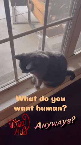 A Cat Sitting On A Window Sill With The Words " What Do You Want Human Anyways " GIF