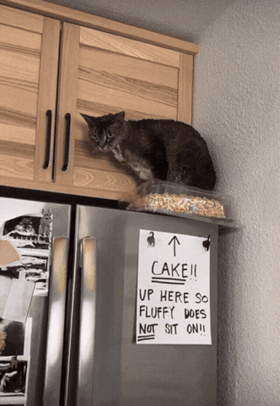 A Cat Sitting On Top Of A Container Of Cereal Next To A Sign That Says Cake !!! GIF