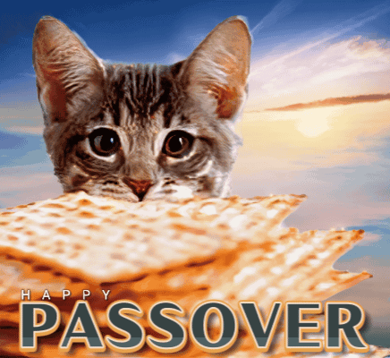 A Cat Sitting On Top Of A Stack Of Matzo With The Words Happy Passover Below It GIF