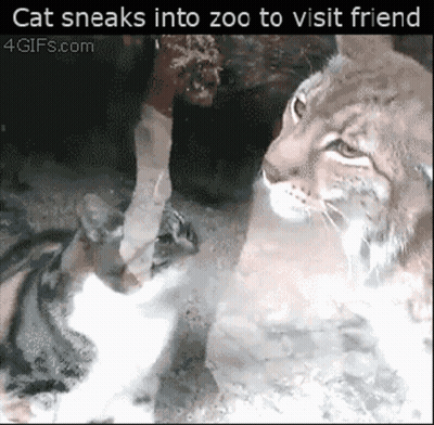 A Cat Sneaks Into Zoo To Visit A Friend From 4Gifs.com GIF