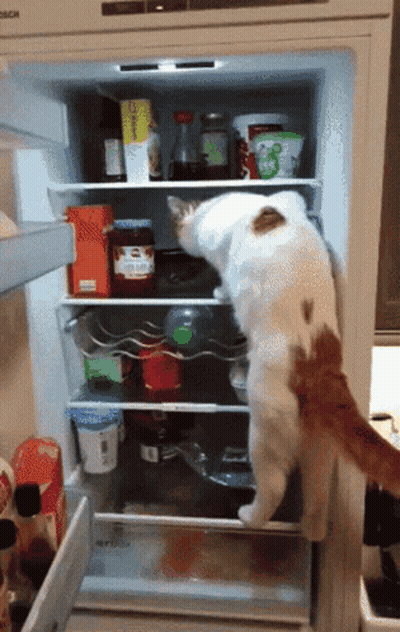 A Cat Standing In A Bosch Refrigerator Looking For Something To Eat GIF