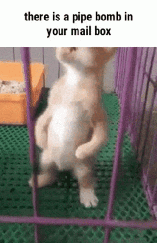 A Cat Standing In A Cage With The Caption There Is A Pipe Bomb In Your Mailbox GIF
