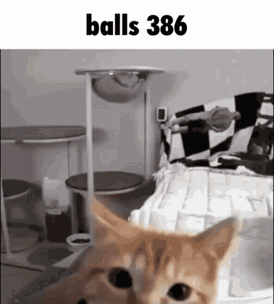 A Cat Standing In Front Of A Cat Tree With The Words Balls 386 Above It GIF