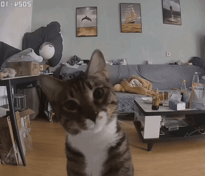 A Cat Standing In Front Of A Couch And A Coffee Table With The Time Of 01:45:05 GIF