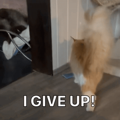 A Cat Standing In Front Of A Door With The Words " I Give Up " On The Bottom GIF