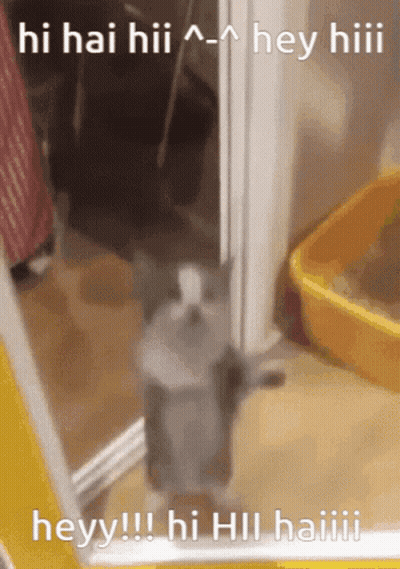 a cat standing in front of a mirror with the words hi hai hii hey hii