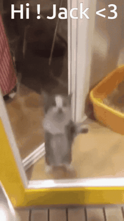A Cat Standing In Front Of A Mirror With The Words Hi Jack < 3 Written Above It GIF