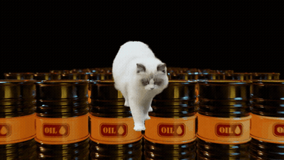 A Cat Standing In Front Of A Row Of Barrels That Say Oil GIF