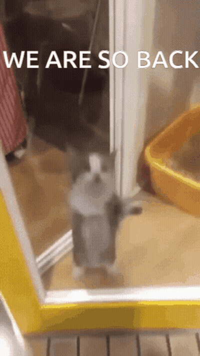 A Cat Standing In Front Of A Yellow Door With The Words We Are So Back GIF