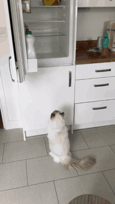 A Cat Standing In Front Of An Open Refrigerator Looking For Food GIF