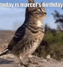A Cat Standing Next To A Bird With The Words Today Is Marcel 'S Birthday GIF
