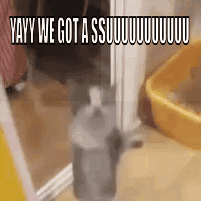 A Cat Standing Next To A Bottle That Says Yayy We Got A Ssuuuuuuuuuu GIF