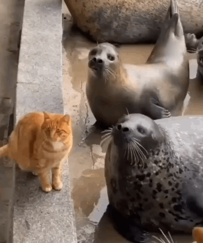 A Cat Standing Next To A Group Of Seals GIF