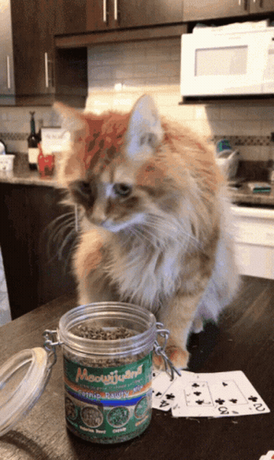 A Cat Standing Next To A Jar Of Meowyoung Catnip GIF