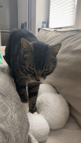 A Cat Standing Next To A Stuffed Animal On A Couch GIF