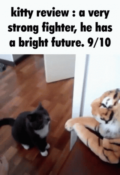 A Cat Standing Next To A Stuffed Tiger That Says Kitty Review A Very Strong Fighter He Has A Bright Future GIF