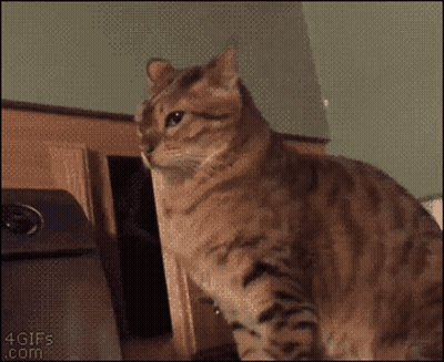 A Cat Standing Next To Another Cat That Says Какой On It GIF