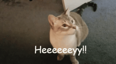 A Cat Standing On A Carpet With The Words Heeeeeyy Written In White GIF