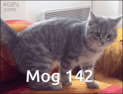 A Cat Standing On A Couch With The Words Mog 142 Written Below It GIF