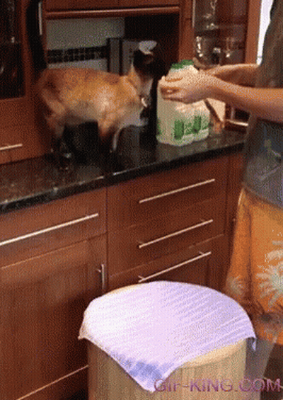A Cat Standing On A Counter Next To A Bottle That Says ' Gif-King.com ' GIF