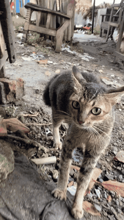 A Cat Standing On A Dirt Road With A Chair In The Background GIF