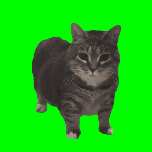 A Cat Standing On A Green Screen Looking At The Camera GIF
