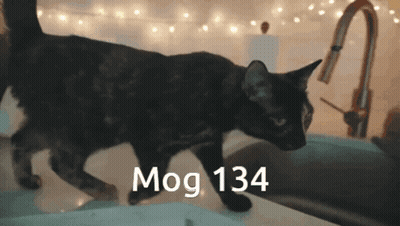 A Cat Standing On A Sink With The Words Mog 134 Written On It GIF