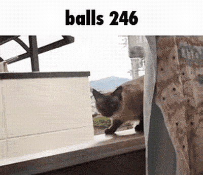 A Cat Standing On A Window Sill With The Words Balls 246 Above It . GIF